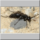 Anoplius nigerrimus - Wegwespe w01a 10mm OS-Hasbergen-Lehmhuegel-det.jpg